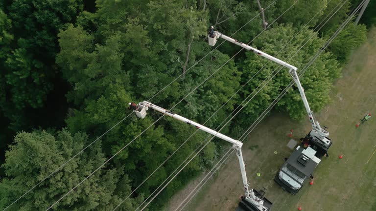 How Our Tree Care Process Works  in  Wayne Heights, PA